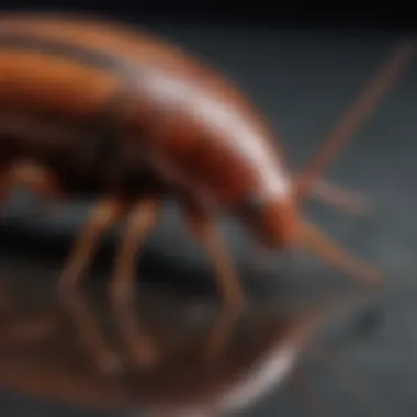 Brown-banded cockroach on a surface