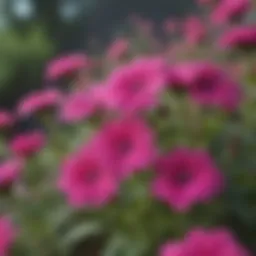 Close-up of vibrant verbena blooms showcasing diverse colors