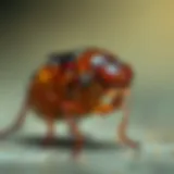 Detailed Anatomy of a Flea A close-up view of a flea showcasing its unique features