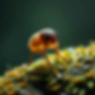 Graphical representation of fleas in an ecosystem