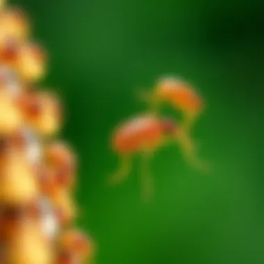 Illustration of flea lifecycle stages