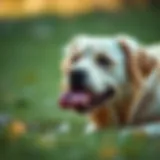 Understanding White Poop and Vomiting in Dogs Introduction Understanding White Poop and Vomiting in Dogs Introduction