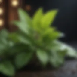 Peppermint oil plant showcasing its vibrant leaves