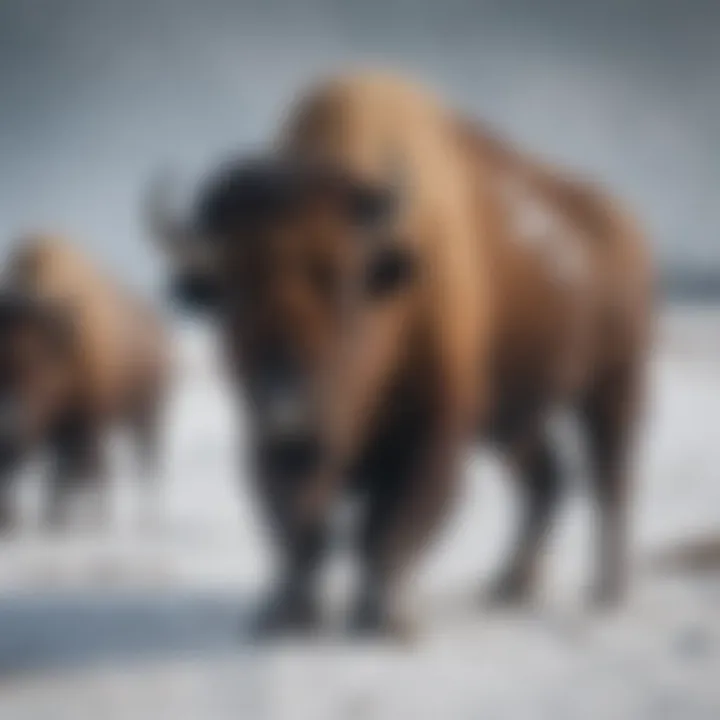 Bison roaming through a snowy field in Yellowstone