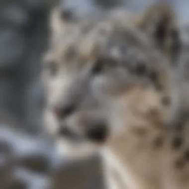 An endangered species, such as a snow leopard, showcasing the challenges faced by wildlife due to habitat loss.