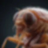 Close-up view of a flea highlighting its anatomical features.