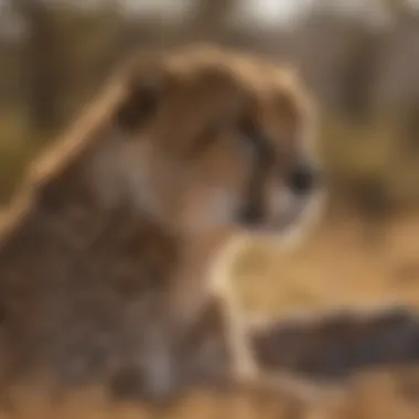 Cheetah's Role in the Ecosystem Cheetah surveying its territory in the ecosystem
