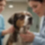 Veterinarian microchipping a dog in a clinic