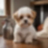 Playful Yorkie Bichon puppy in a cozy home setting.